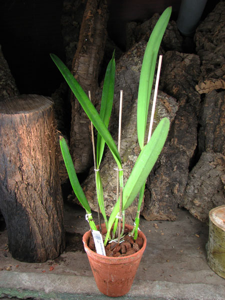 Laelia purpurata estriata 'Doracy' x self.jpg