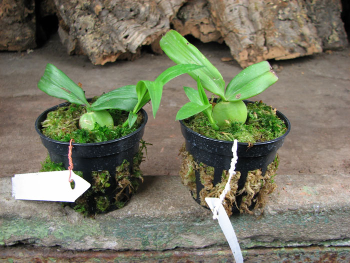 Lycaste dyeriana.jpg