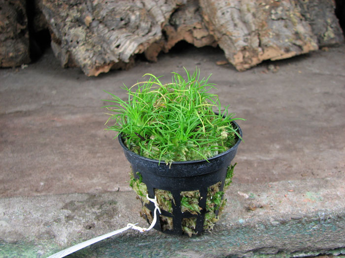 Phymatidium tillandsioides.jpg