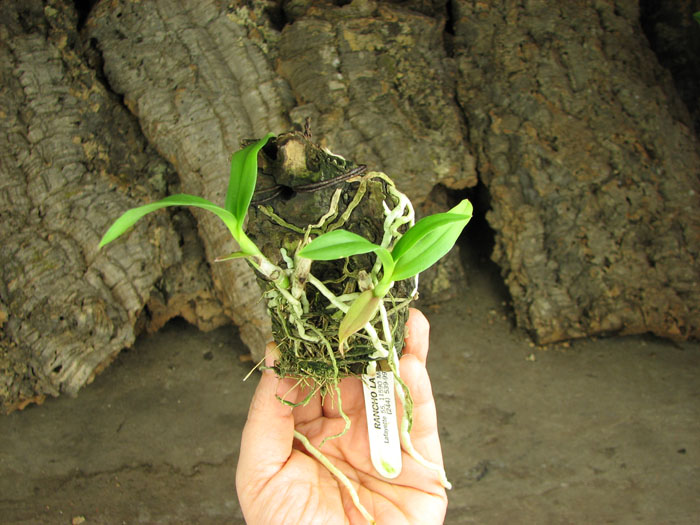 Barkeria naevosa x Barkeria halbingerii.jpg