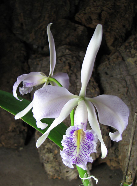 Cattleya maxima tall.jpg