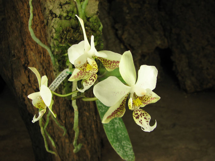 Phalaenopsis stuartiana.jpg