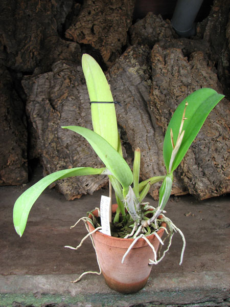 Pot Hsinying Pink Doll 'Hsinying'.jpg