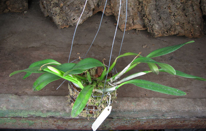 Laelia pumila.jpg