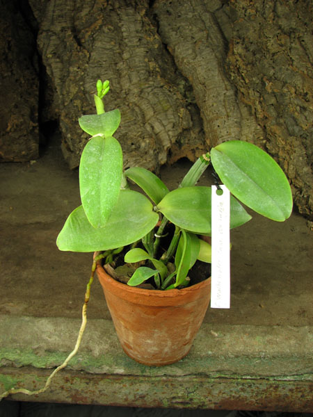 Cattleya Walkerinter coerulea.jpg