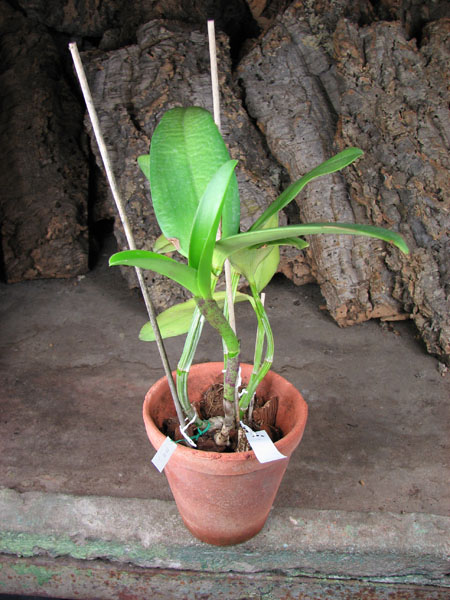Rhyncholaeliocattleya Waianae Leopard 'Ching Hua'.jpg
