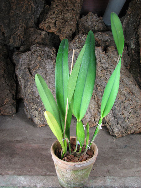 Laelia purpurata carnea (dark lip x St Nicolau).jpg