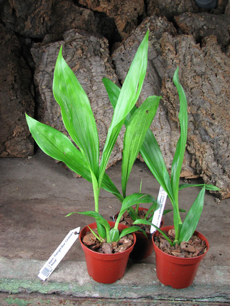 Bollopetalum Midnight Blue 'Cardinal's Roost'.jpg