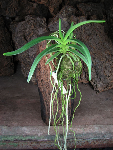 Neofinetia falcata x Rhynchostylis retusa.jpg