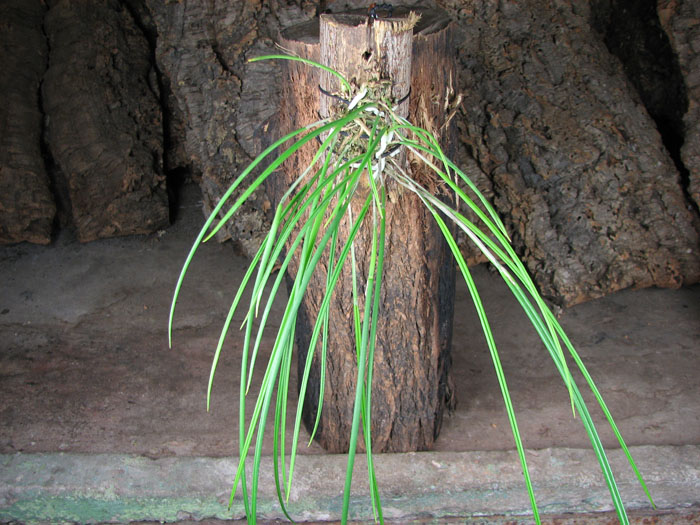Brassavola cucullata.jpg