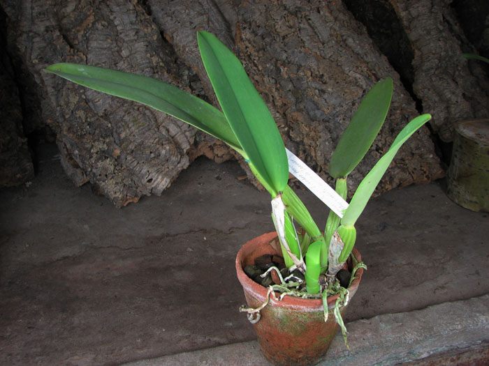 Cattleya warneri integra 'Evandro Perini' x Cattleya warneri inegra-orlata-pincelada 'Leonor'.jpg