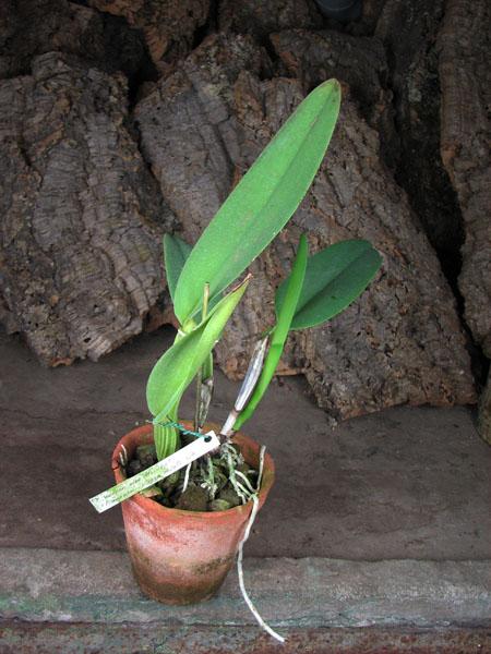 Cattleya warneri alba 'Alvinha' x Cattleya warneri semi alba integra orlata.jpg