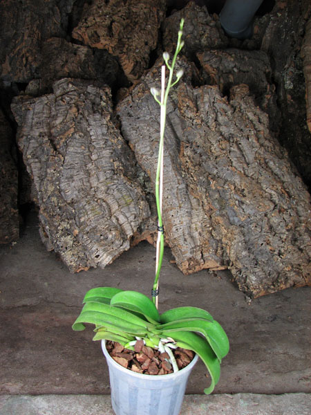 Doritaenopsis Fire Cracker.jpg