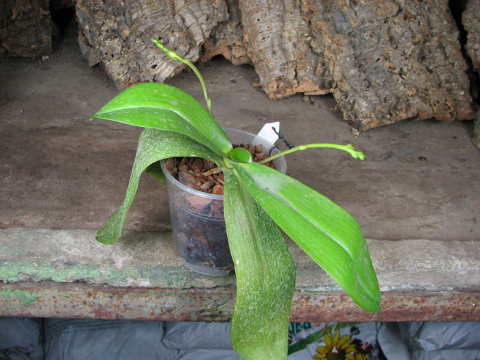 Doritaenopsis Tying Shing Phoenix.jpg