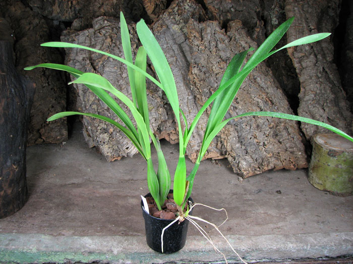 Encyclia radiata.jpg