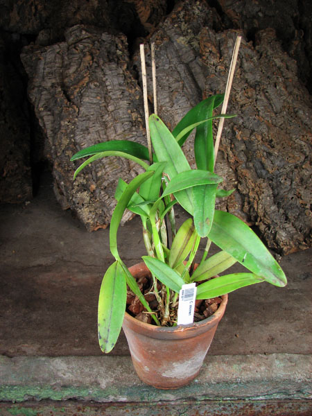 Cattleya skinneri.jpg