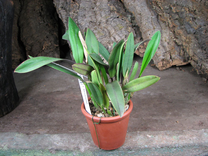 Laelia flava (clump).jpg