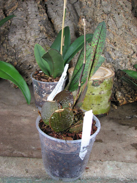 Psychopsis versteegianum.jpg