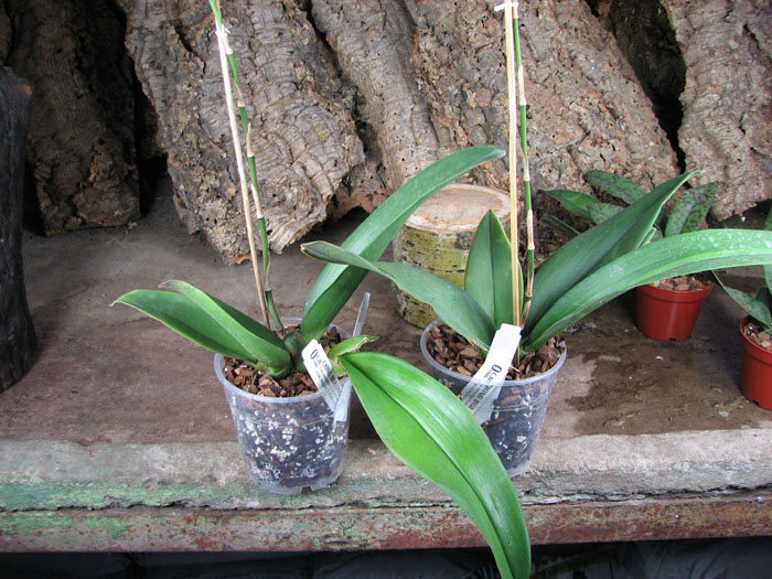 Psychopsis Kalihii 'Big'.jpg