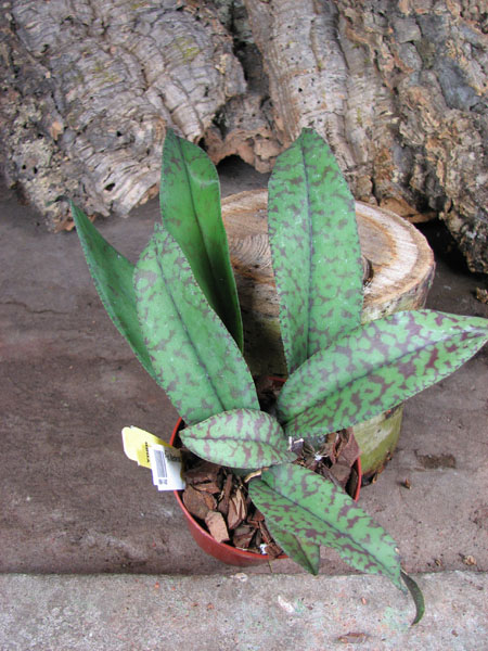 Psychopsis Mendenhall 'Hildos'.jpg