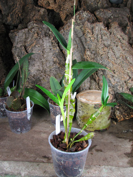 Dendrobium Oriental Smile 'Fantasy'.jpg