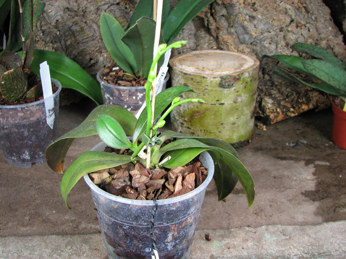 Phalaenopsis Mini Mark 'Maria Teresa'.jpg