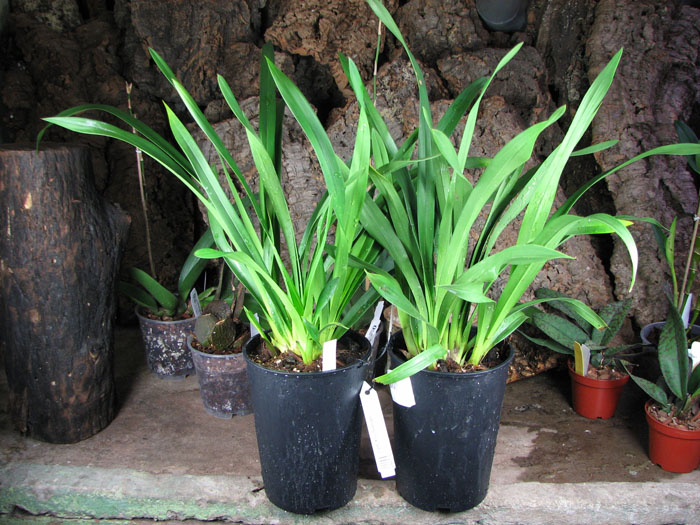 Cymbidium Kiwi Midnight.jpg