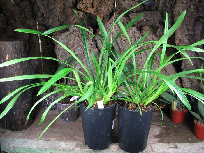 Cymbidium Sarah Jean 'Ice Cascade'.JPG