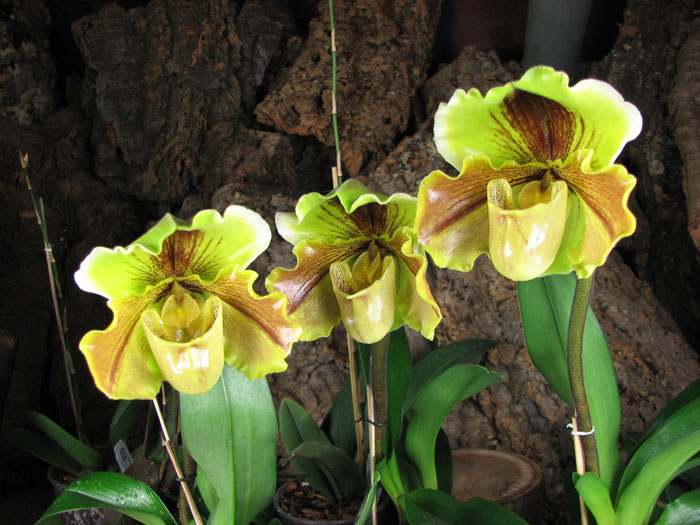 Paphiopedilum Lippewunder hybrid.jpg