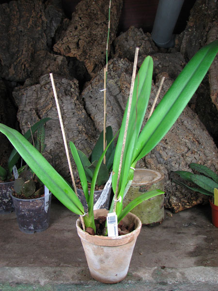 Laelia purpurata roxo-violeta x self.jpg