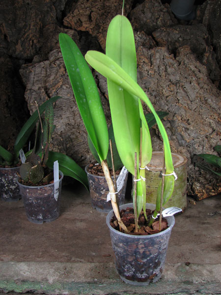 Laelia purpurata schusteriana 'Labelo Negro' x Laelia purpurata schusteriana 'AWZ'.jpg