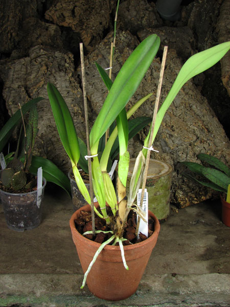 Laelia crispa.jpg