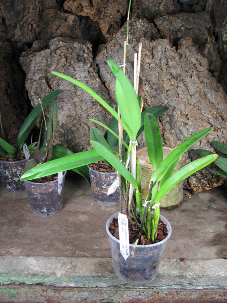 Laelia tenebrosa x Cattleya Penny Kuroda 'spots'.jpg