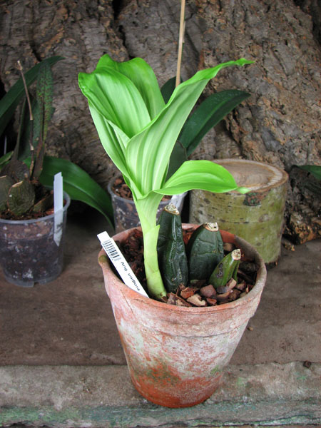 Anguloa uniflora.jpg