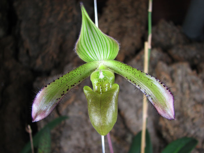 Paphiopedilum javanicum.jpg