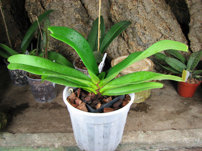 Rhynchostylis gigantea spot.jpg