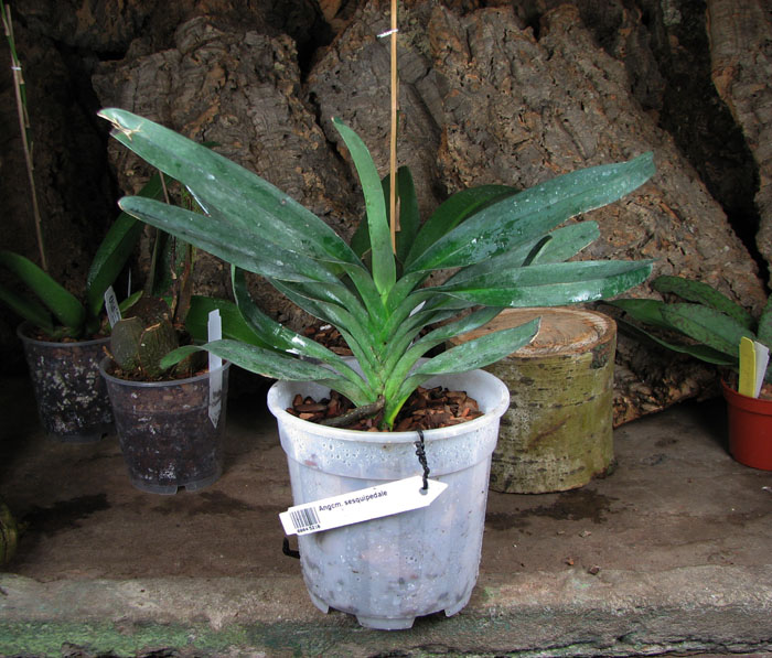 Angraecum sesquipedale.jpg