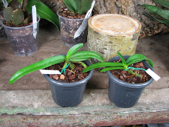 Rhynchostylis gigantea Orange.jpg