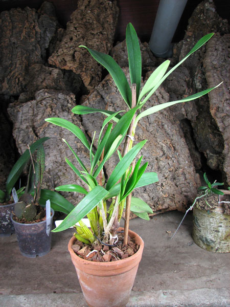 Dendrobium chrysotoxum.jpg