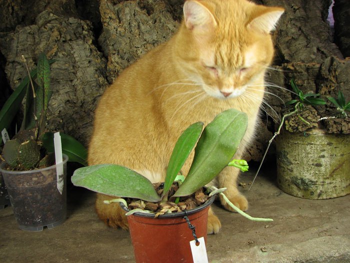 Phalaenopsis Sogo Lawrence x Phalaenopsis Kung's Red Cherry.jpg