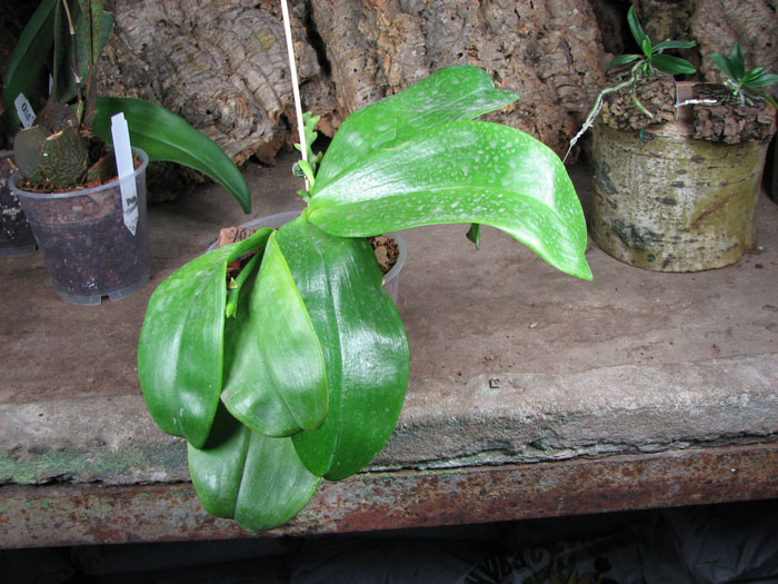 Phalaenopsis Tsay's Evergreen.JPG