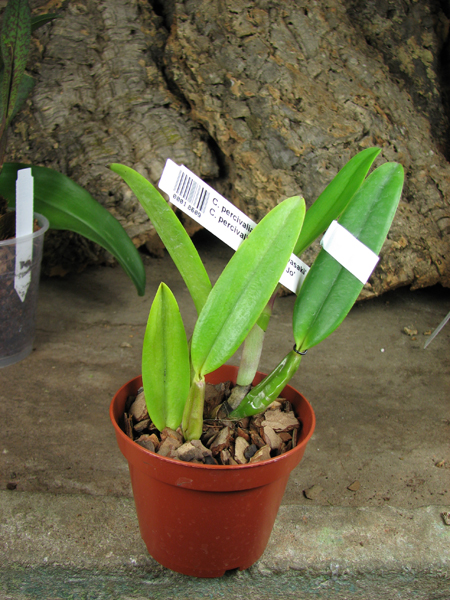 Cattleya percivaliana tipo 'Kawasaki' x Cattleya percivaliana 'Selecao'.jpg