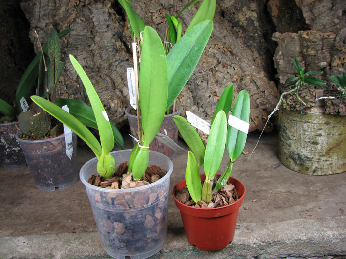 Cattleya percivaliana.jpg