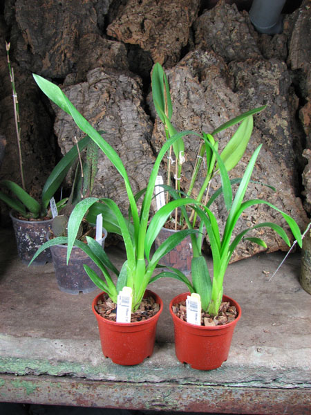 Miltassia CM Fitch 'Izumi'.jpg