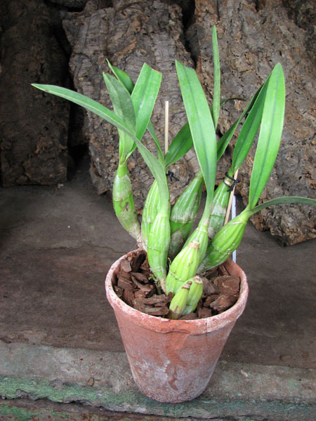 Laelia autumnallis.jpg