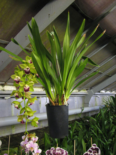 Cymbidium Pearl Dawson 'Procyon'.jpg