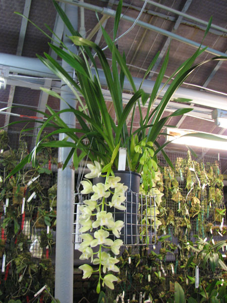 Cymbidium Sarah Jean 'Ice Cascade'.JPG