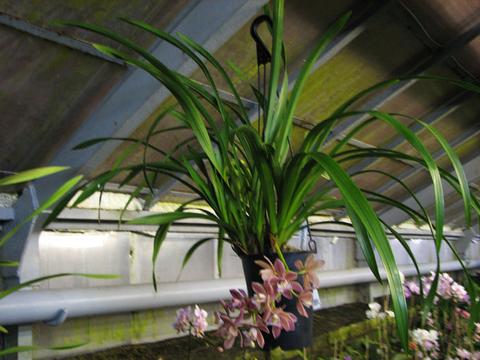 Cymbidium Ruby Eyes 'Red Baron'.jpg