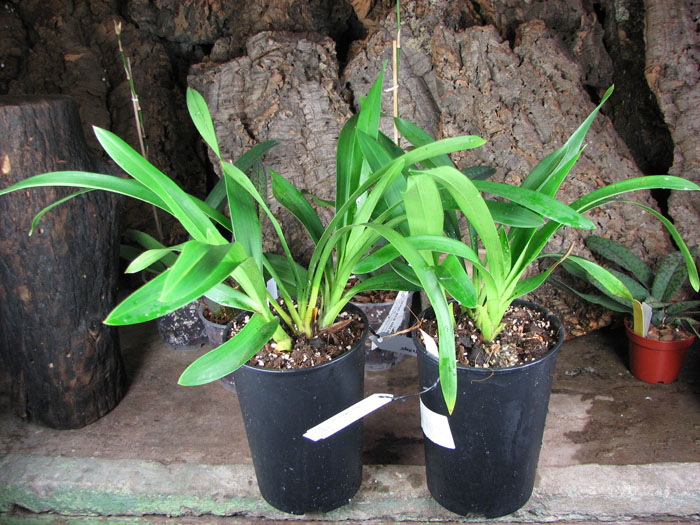 Cymbidium 'Vogel's Magic'.jpg