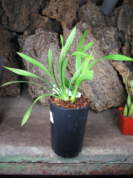 Cymbidium Cascade 'Spring Wind'.jpg